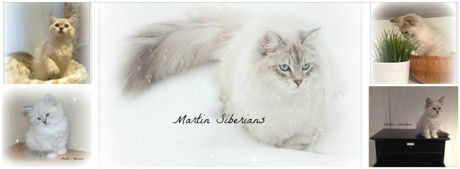 Siberian_cat